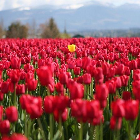 Red Tulip Hotel آنغلوس المظهر الخارجي الصورة